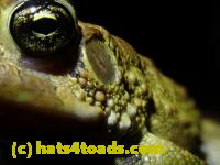 /home//u458753944/public_html/sourcegallery//Roxborough Toad Detour/2021/2021-03-31/P3310114.JPG